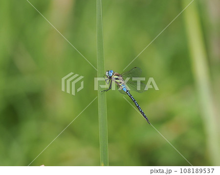 マダラヤンマ 108189537