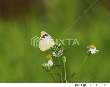 ナミエシロチョウ 108189642