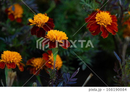Marigolds are orange and yellow autumn flowers of the Asteraceae family, Tagetes patula. Marigolds are orange and yellow autumn flowers of the Asteraceae family, Tagetes patula. 108190084
