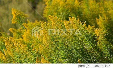 セイタカアワダチソウ (Golden rod) 108190102