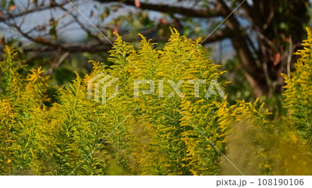 セイタカアワダチソウ (Golden rod) 108190106