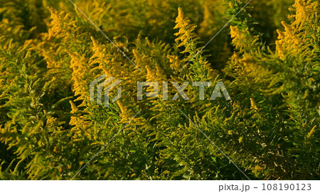 セイタカアワダチソウ (Golden rod) セイタカアワダチソウ (Golden rod) 108190123