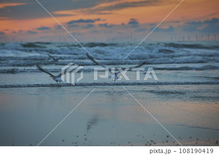 A seagull flies at sunset over the sea in the Netherlands 108190419