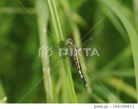 コシブトトンボ 108190611