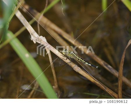 コシブトトンボ 108190612