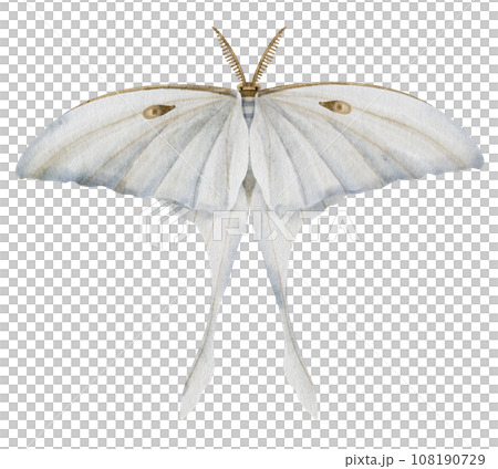White Luna Moth on isolated background. Watercolor illustration of Night moon Butterfly. Hand drawn clip art of a flying insect with light blue wings. Drawing of esoteric magic aquarelle print. 108190729
