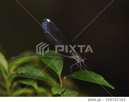 クロイワカワトンボ クロイワカワトンボ 108191162
