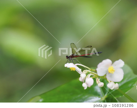 コナカハグロトンボ 108191286