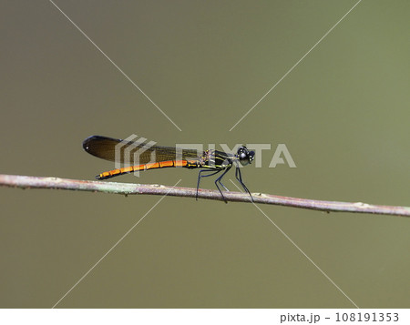 ヤエヤマハナダカトンボ雄 108191353
