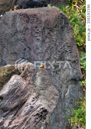 岩場から魚を狙う翡翠 108191596