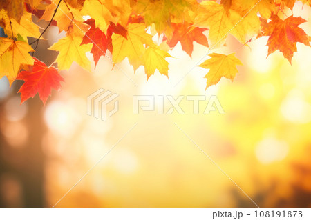 Beautiful maple leaves in autumn sunny day in...のイラスト素材 [108191873] - PIXTA