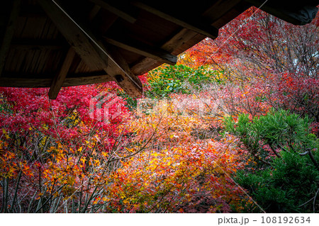 龍安寺の秋、廊下から眺めるカラフルな紅葉 108192634