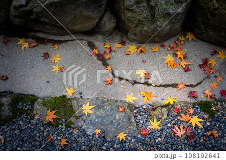 龍安寺の秋、参道の石畳と玉砂利に散る色鮮やかなカエデの落ち葉、風や水の流れを感じさせる地面 龍安寺の秋、参道の石畳と玉砂利に散る色鮮やかなカエデの落ち葉、風や水の流れを感じさせる地面 108192641