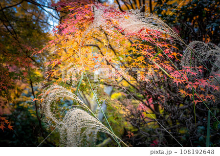 龍安寺の秋、西日に輝くカエデの紅葉とススキの穂、白と黄色と赤のコントラスト 龍安寺の秋、西日に輝くカエデの紅葉とススキの穂、白と黄色と赤のコントラスト 108192648