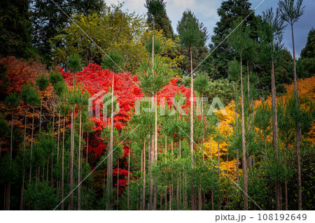 龍安寺の秋、杉の木立とカエデの紅葉、赤と緑と黄色のコントラスト 龍安寺の秋、杉の木立とカエデの紅葉、赤と緑と黄色のコントラスト 108192649