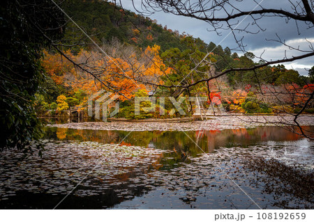 龍安寺の秋、鏡容池の水鏡に映る真紅の紅葉 龍安寺の秋、鏡容池の水鏡に映る真紅の紅葉 108192659