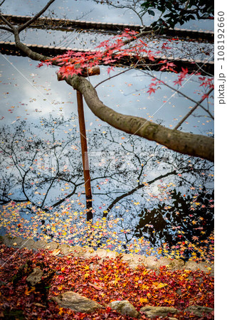 龍安寺の秋、鏡容池の池畔に浮かぶカエデの落ち葉「紅葉筏」カラフルな紅葉の錦 龍安寺の秋、鏡容池の池畔に浮かぶカエデの落ち葉「紅葉筏」カラフルな紅葉の錦 108192660