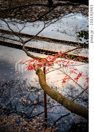 龍安寺の秋、鏡容池の池畔に浮かぶカエデの落ち葉「紅葉筏」カラフルな紅葉の錦に晩秋の西日が差す 龍安寺の秋、鏡容池の池畔に浮かぶカエデの落ち葉「紅葉筏」カラフルな紅葉の錦に晩秋の西日が差す 108192663