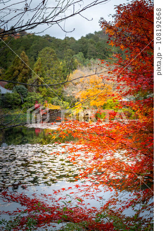 龍安寺の秋、鏡容池の真っ赤な紅葉 108192668