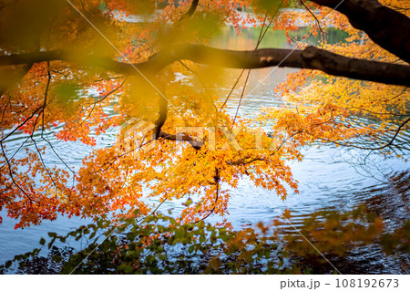 龍安寺の秋、静かな鏡湖池の水面を背に眺める黄色いカエデの黄葉、黄色い雲海と波紋 龍安寺の秋、静かな鏡湖池の水面を背に眺める黄色いカエデの黄葉、黄色い雲海と波紋 108192673