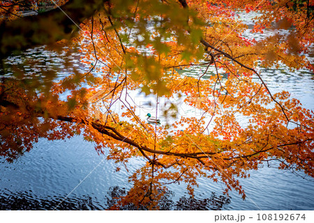 龍安寺の秋、鮮やかなカエデの紅葉のはざまから、静かな鏡湖池の水面を泳ぐ野鴨を眺める 108192674