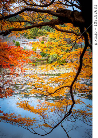 龍安寺の秋、魔物のように物恐ろしげなカエデの枝ぶり、鮮やかな紅葉のはざまから静かな鏡湖池と対岸の大珠 龍安寺の秋、魔物のように物恐ろしげなカエデの枝ぶり、鮮やかな紅葉のはざまから静かな鏡湖池と対岸の大珠 108192681