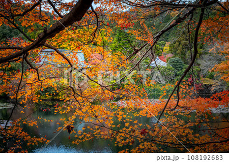 龍安寺の秋、鮮やかなオレンジ色の紅葉のはざまから静かな鏡湖池と対岸の大珠院を眺める 龍安寺の秋、鮮やかなオレンジ色の紅葉のはざまから静かな鏡湖池と対岸の大珠院を眺める 108192683