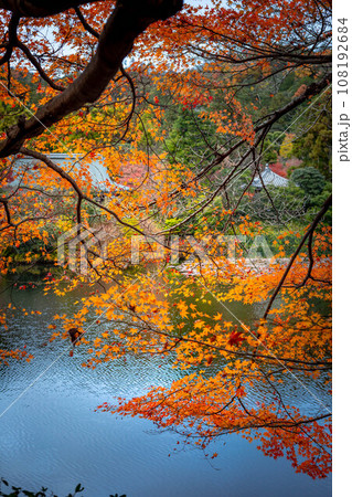 龍安寺の秋、鮮やかなオレンジ色の紅葉のはざまから静かな鏡湖池と対岸の大珠院を眺める 龍安寺の秋、鮮やかなオレンジ色の紅葉のはざまから静かな鏡湖池と対岸の大珠院を眺める 108192684