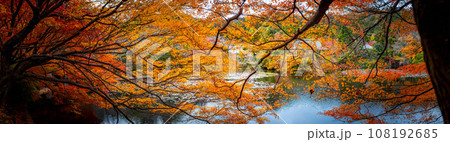 龍安寺の秋、鮮やかなオレンジ色の紅葉のはざまから静かな鏡湖池と対岸の大珠院を眺める、パノラマ写真 龍安寺の秋、鮮やかなオレンジ色の紅葉のはざまから静かな鏡湖池と対岸の大珠院を眺める、パノラマ写真 108192685