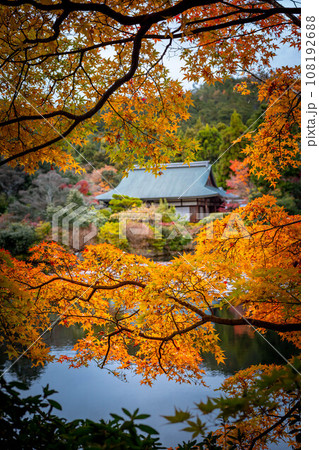 龍安寺の秋、鮮やかなオレンジ色の紅葉のはざまから静かな鏡湖池と対岸の大珠院を眺める 108192688