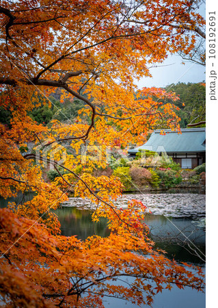 龍安寺の秋、鮮やかなオレンジ色の紅葉のはざまから静かな鏡湖池と対岸の大珠院を眺める 龍安寺の秋、鮮やかなオレンジ色の紅葉のはざまから静かな鏡湖池と対岸の大珠院を眺める 108192691