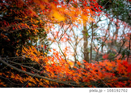龍安寺の秋、夕暮れの紅葉と樹影 龍安寺の秋、夕暮れの紅葉と樹影 108192702