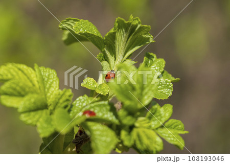 green foliage on a rosehip bush in spring 108193046