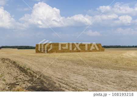 stacks of wheat straw in the field after harvest 108193218