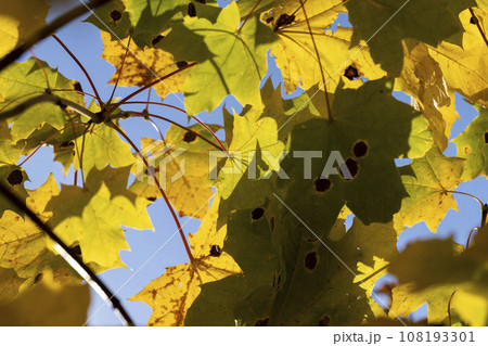 Maple tree foliage in autumn 108193301