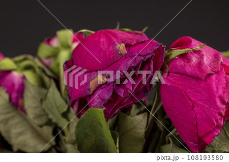 the old dry flowers are wet with water the old dry flowers are wet with water 108193580