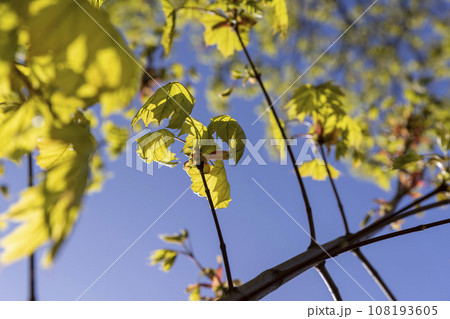 green foliage on a maple tree in spring bloom 108193605