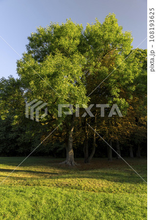 deciduous trees in the park in the autumn sunny dawn deciduous trees in the park in the autumn sunny dawn 108193625
