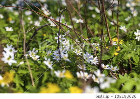 the first spring flowers of anemone are white in a mixed forest 108193626