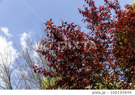 red hornbeam foliage in windy weather in spring park red hornbeam foliage in windy weather in spring park 108193644