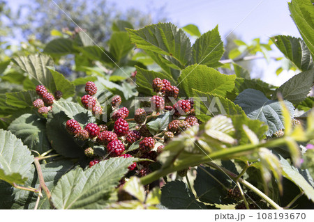blackberry shrub in the summer, close-up 108193670