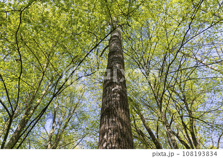 beautiful green foliage of hornbeam trees in sunny weather beautiful green foliage of hornbeam trees in sunny weather 108193834