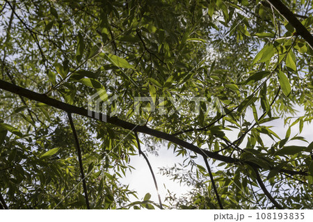 beautiful silver willow tree foliage with green foliage 108193835