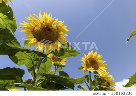 agricultural field with sunflowers in the summer agricultural field with sunflowers in the summer 108193836