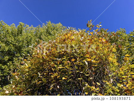 autumn changes on rowan trees on a sunny day 108193871