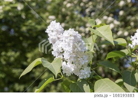 lilac flowers during flowering in spring park 108193883