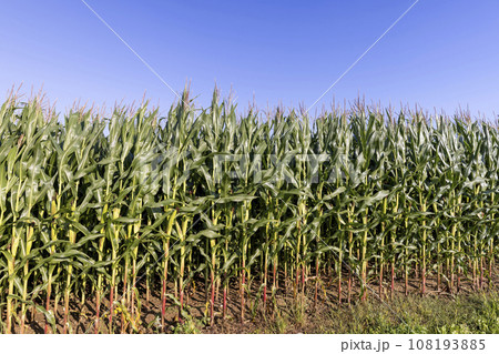 green corn field in summer, fields with corn 108193885