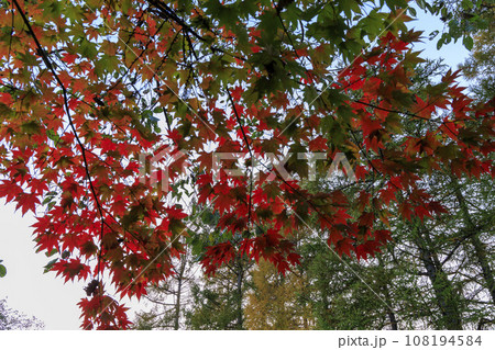 【北海道の紅葉2023】北斗市八郎沼公園の紅葉 速い紅葉 【北海道の紅葉2023】北斗市八郎沼公園の紅葉 速い紅葉 108194584