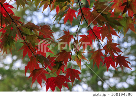 【北海道の紅葉2023】北斗市八郎沼公園の紅葉　速い紅葉 108194590