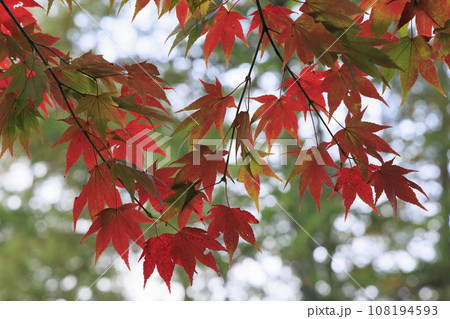【北海道の紅葉2023】北斗市八郎沼公園の紅葉　速い紅葉 108194593